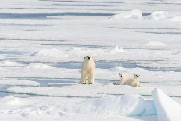 Madre Dell Orso Polare Ursus Maritimus Cuccioli Gemelli Sul Pack — Foto Stock