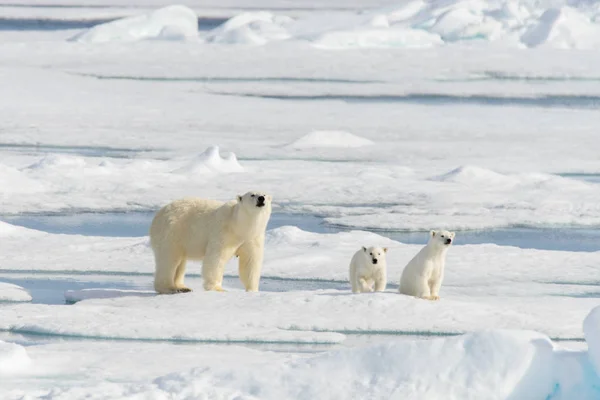 Anya Jegesmedve Ursus Maritimus Twin Kölykök Jégtáblák Svalbard Sarkvidéki Norvégia — Stock Fotó