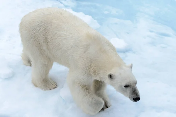 Eisbär Auf Dem Packeis Nördlich Von Spitzbergen — Stockfoto