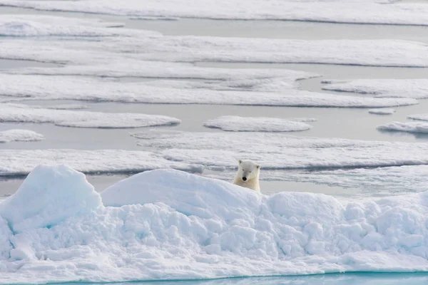 Oso Polar Ursus Maritimus Manada Hielo Norte Spitsberg —  Fotos de Stock