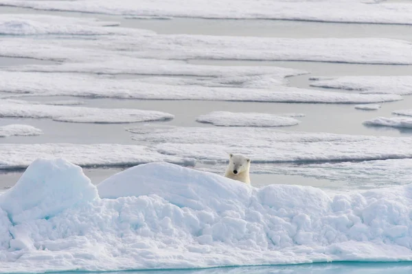 Orso Polare Ursus Maritimus Sul Pack Ghiaccio Nord Spitsberg — Foto Stock