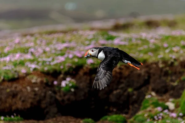 Puffin Habitat Naturale — Foto Stock