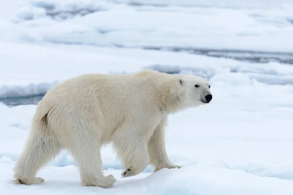 Orso Polare Sul Pack Ghiaccio Nord Spitsbergen — Foto Stock