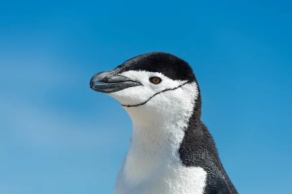 大自然中的企鹅王 — 图库照片