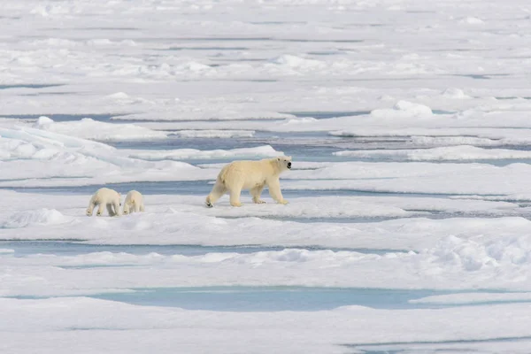 Ours Polaire Mère Ursus Maritimus Petits Jumeaux Sur Banquise Nord — Photo