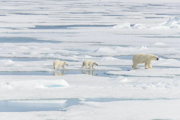 Ours Polaire Mère Ursus Maritimus Petits Jumeaux Sur Banquise Nord — Photo