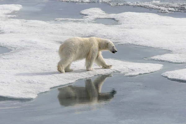 Oso Polar Ursus Maritimus Paquete Hielo Norte Isla Spitsbergen Svalbard —  Fotos de Stock