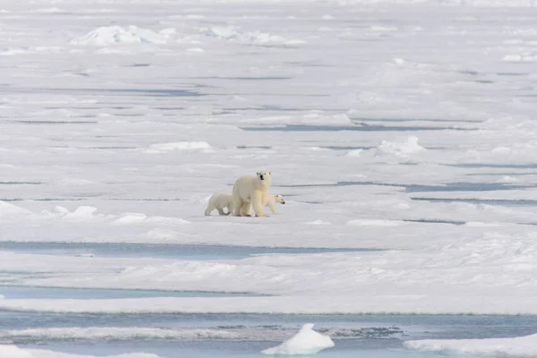 Madre Oso Polar Ursus Maritimus Cachorros Gemelos Paquete Hielo Norte —  Fotos de Stock