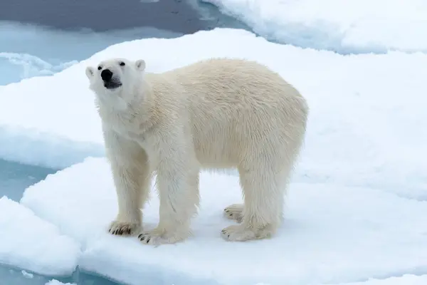 Urso Polar Bolsa Gelo Norte Spitsbergen — Fotografia de Stock