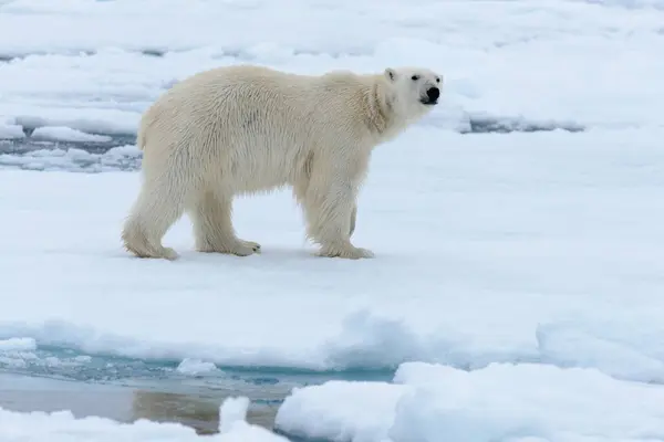 Orso Polare Sul Pack Ghiaccio Nord Spitsbergen — Foto Stock