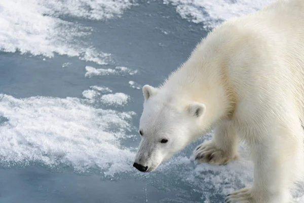 北极熊 熊绕杆菌 Spitsberg 北部浮冰上 — 图库照片