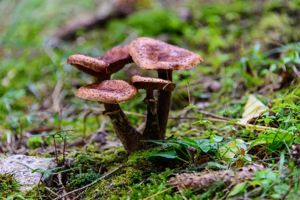 Toco Com Musgo Cogumelos — Fotografia de Stock