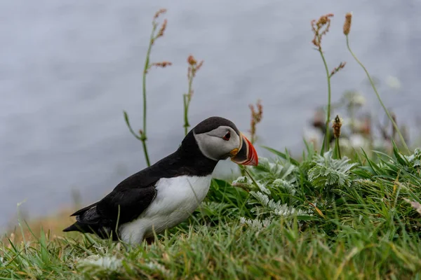 Lunnefågel Naturen Habitat — Stockfoto