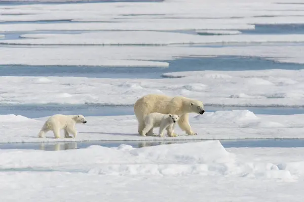 Ours Polaire Mère Ursus Maritimus Petits Jumeaux Sur Banquise Nord — Photo