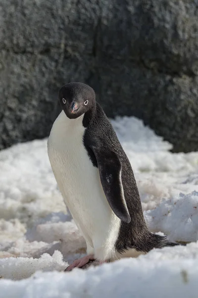 Rey Pingüino Naturaleza — Foto de Stock