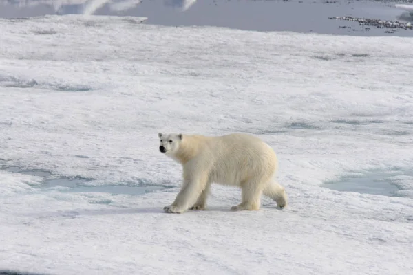 Kutup Ayısı Ursus Maritimus Spitsbergen Adası Svalbard Norveç Skandinavya Avrupa — Stok fotoğraf