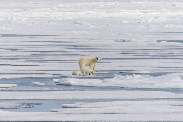 Mãe Urso Polar Ursus Maritimus Filhotes Gêmeos Gelo Pacote Norte — Fotografia de Stock