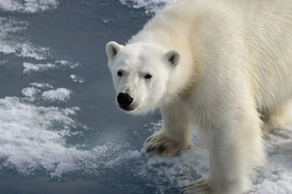 Niedźwiedź Polarny Ursus Maritimus Lodzie Północ Spitsberg — Zdjęcie stockowe