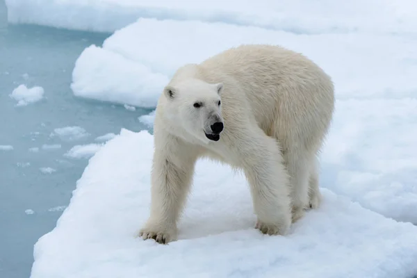 Oso Polar Manada Hielo Norte Spitsbergen — Foto de Stock