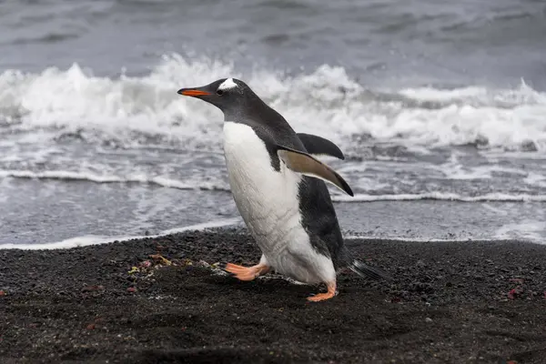 Pinguino Gentoo Natura — Foto Stock