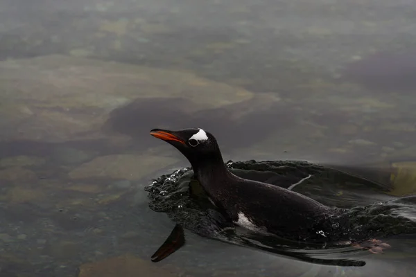 Король Пингвин Природе — стоковое фото