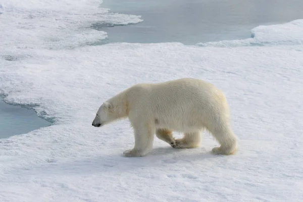 Ours Polaire Ursus Maritimus Sur Banquise Nord Spitsberg — Photo