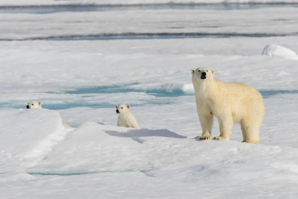 Mãe Urso Polar Ursus Maritimus Filhotes Gêmeos Gelo Pacote Norte — Fotografia de Stock