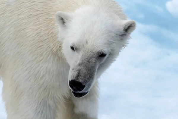 Eisbär Auf Dem Packeis Nördlich Von Spitzbergen — Stockfoto