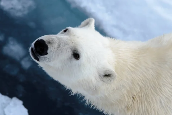 Niedźwiedź Polarny Lodzie Północ Spitsbergen — Zdjęcie stockowe