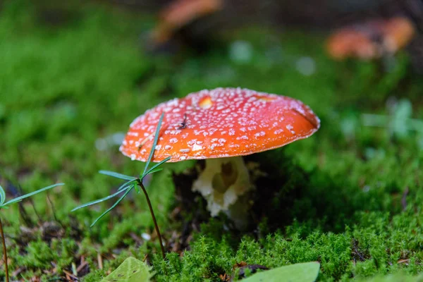 Amanita Pilze Wachsen Wald — Stockfoto