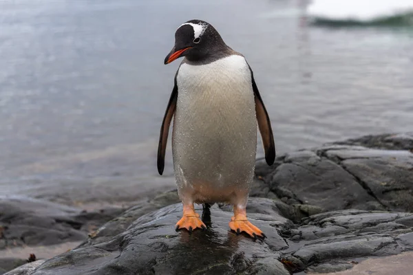 自然でキング ペンギン — ストック写真