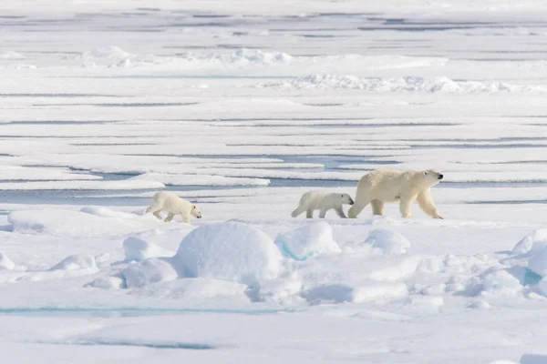 Moeder Ijsbeer Ursus Maritimus Tweeling Welpen Het Pakijs Ten Noorden — Stockfoto