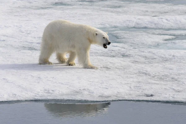 Urso Polar Ursus Maritimus Bloco Gelo Norte Ilha Spitsbergen Svalbard — Fotografia de Stock