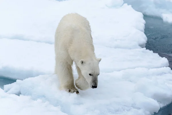 Orso Polare Sul Pack Ghiaccio Nord Spitsbergen — Foto Stock