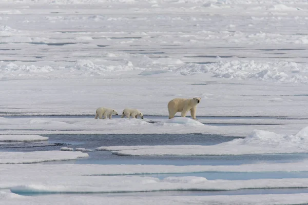 Matka Niedźwiedź Polarny Ursus Maritimus Typu Twin Szczeniaki Lodzie Północ — Zdjęcie stockowe