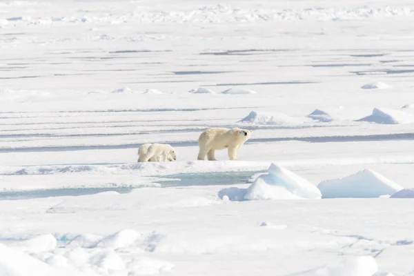 Madre Dell Orso Polare Ursus Maritimus Cuccioli Gemelli Sul Pack — Foto Stock