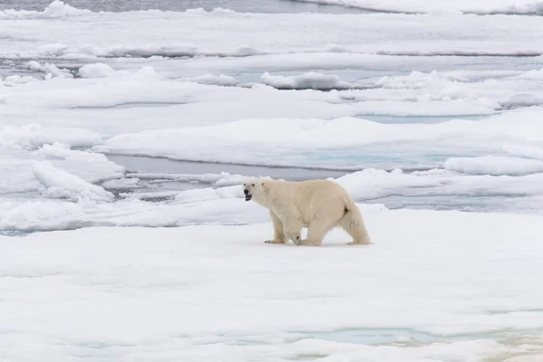 Oso Polar Manada Hielo Norte Spitsbergen —  Fotos de Stock