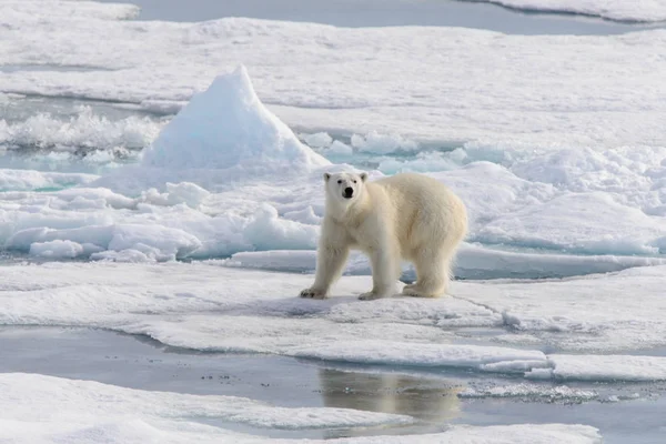 Urso Polar Ursus Maritimus Bloco Gelo Norte Ilha Spitsbergen Svalbard — Fotografia de Stock