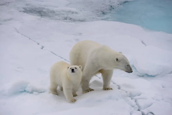 Niedźwiedź Polarny Ursus Maritimus Matka Cub Lodzie Północ Svalbardu Saneczkarstwo — Zdjęcie stockowe