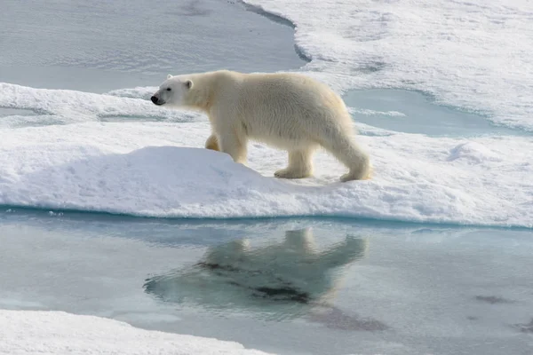 Niedźwiedź Polarny Ursus Maritimus Lodzie Północ Spitsbergen Island Svalbard Norwegia — Zdjęcie stockowe