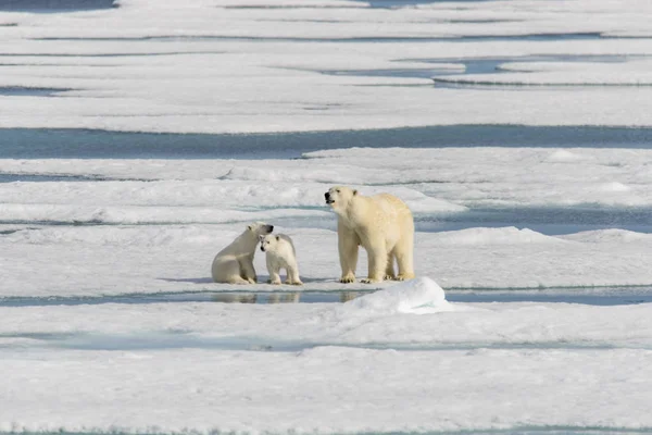 Mãe Urso Polar Ursus Maritimus Filhotes Gêmeos Gelo Pacote Norte — Fotografia de Stock