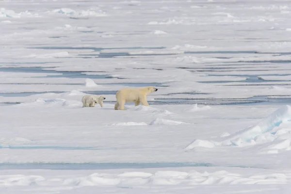 Madre Dell Orso Polare Ursus Maritimus Cuccioli Gemelli Sul Pack — Foto Stock