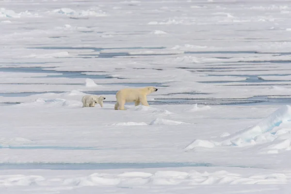 Matka Lední Medvěd Ursus Maritimus Dvojče Mláďata Ledě Pack Severně — Stock fotografie