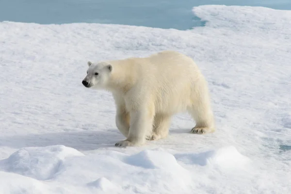 Urso Polar Ursus Maritimus Bloco Gelo Norte Ilha Spitsbergen Svalbard — Fotografia de Stock