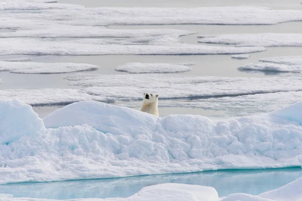 Eisbär Ursus Maritimus Auf Dem Packeis Nördlich Von Spitzberg — Stockfoto