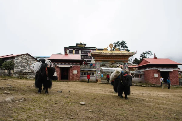 山牦牛在尼泊尔 — 图库照片