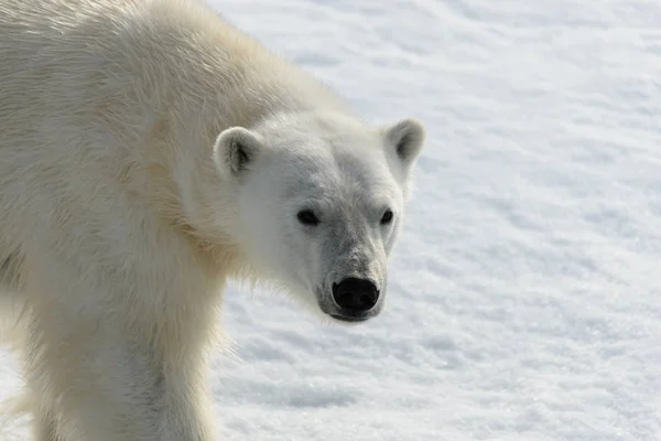 Polar Bear Ursus Maritimus Pack Ice North Spitsberg — Stock Photo, Image