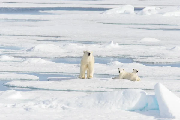 북극곰 어머니 Maritimus 쌍둥이 스발바르 노르웨이 북쪽에 — 스톡 사진