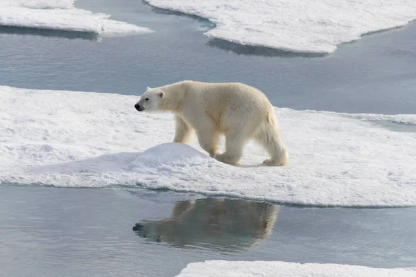 Πολική Αρκούδα Ursus Maritimus Στην Παγοκύστη Βόρεια Του Νησιού Spitsbergen — Φωτογραφία Αρχείου