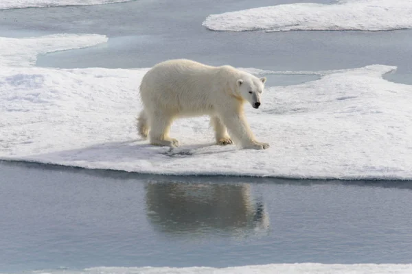 Urso Polar Ursus Maritimus Bloco Gelo Norte Ilha Spitsbergen Svalbard — Fotografia de Stock